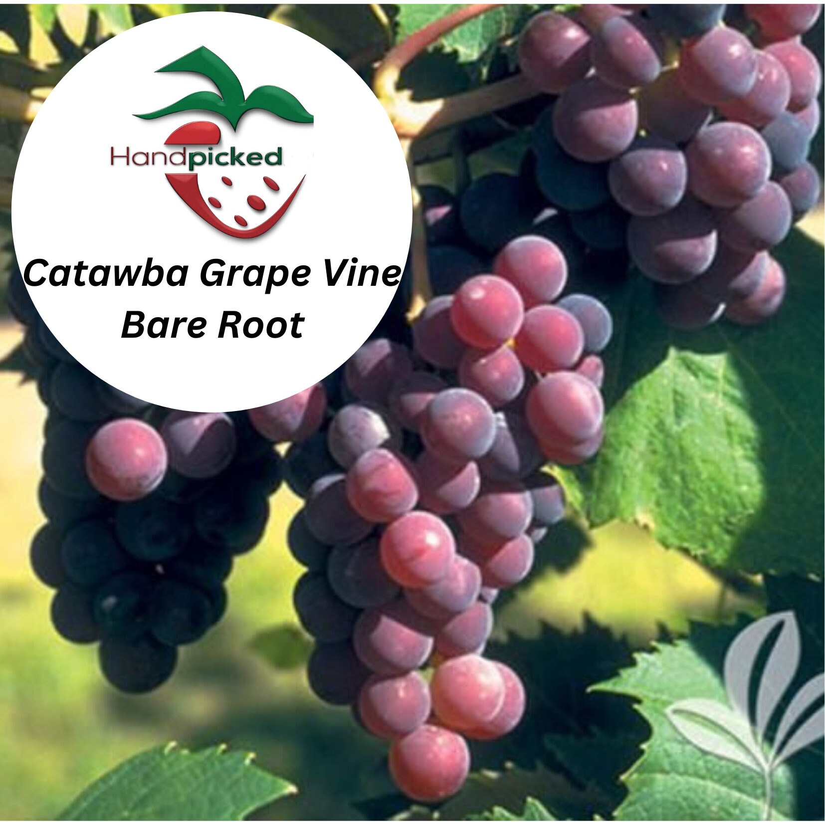 - Etsy Catawba Grapes