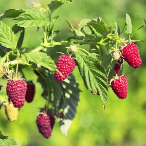 May include: A cluster of ripe, textured red raspberries hanging from a green leafy branch. The berries exhibit a deep crimson hue and a bumpy surface structure. Several smaller, pale green unripe berries are visible among the foliage.