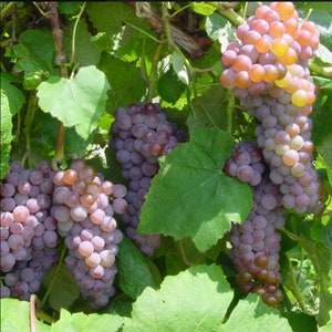2 CANDICE Seedless Grape Vine - 2 Bare Root Live Plants - Buy 4 Get 1 Free! - PREORDER April shipping!