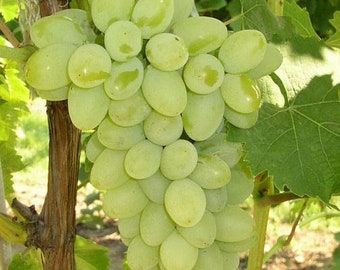 GRATITUDE Seedless Grape Vine - 1 Bare Root Live Plant ***PREORDER ship in April