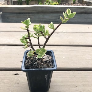 Variegated Elephant Bush Portulacaria Afra Succulent - 2.5 inch Potted Plant
