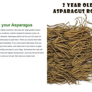 5 Passion Purple organic asparagus 2yr crowns image 4