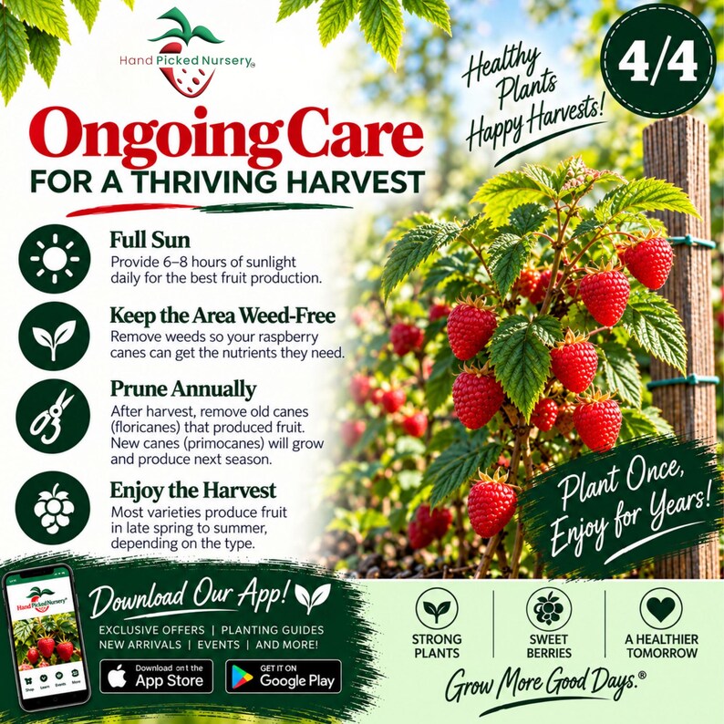 May include: An informational graphic for Hand Picked Nursery featuring a raspberry plant with red berries. Text includes Ongoing Care For A Thriving Harvest, care instructions for sun, weeding, and pruning, plus app download links and plant benefits.