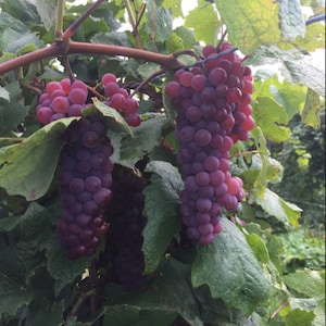 1 EINSET Seedless Grape Vine - 2 Bare Root Live Plant - Buy 4 Get 1 Free!