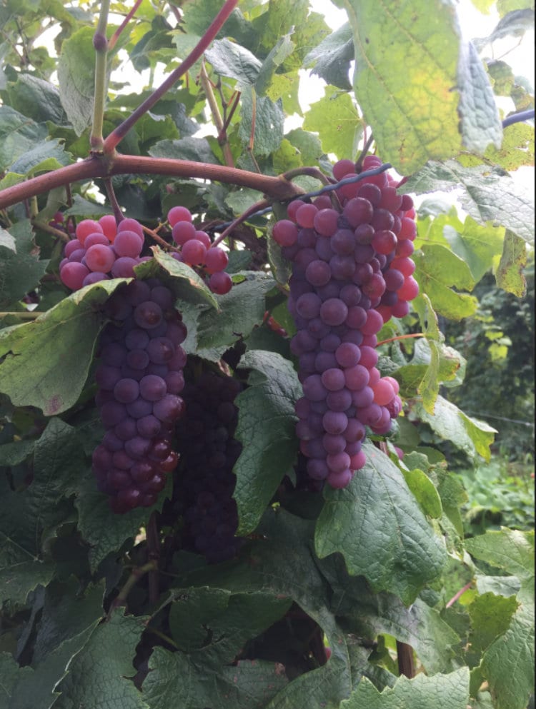 1 EINSET Seedless Grape Vine - 1 Bare Root Live Plant - Buy 4 Get 1 Free! - PREORDER April shipping!
