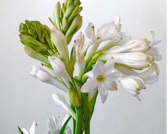 Large Tuberose Bulbs - Fresh and Stunning Blooms - Buy 4 sets Get 1 set Free - Veteran Owned Nursery