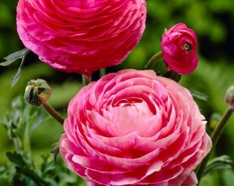 20 Ranunculus Pink Shade Bulbs - Buy 4 Get 1 Free