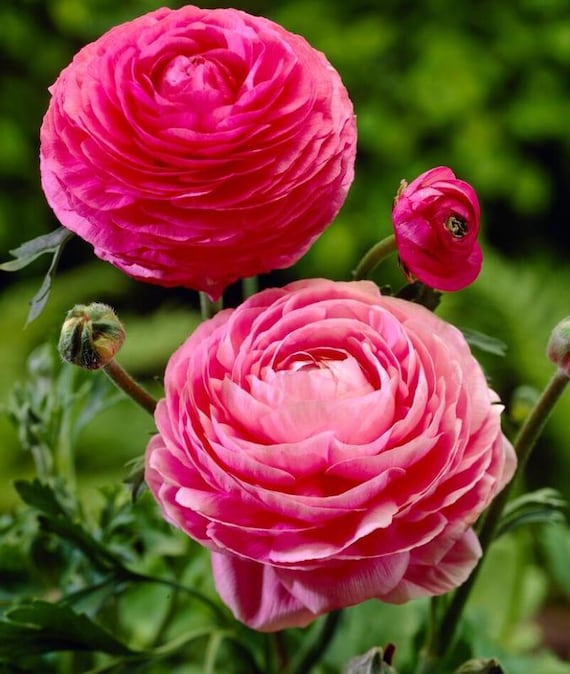 Pink Ranunculus Bulbs