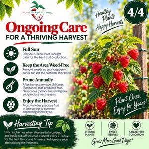 Może przedstawiać: Grafika informacyjna zatytułowana Ongoing Care for a Thriving Harvest przedstawiająca krzew malin z czerwonymi owocami i zielonymi liśćmi. Zawiera instrukcje dotyczące nasłonecznienia, odchwaszczania, przycinania i zbior&oacute;w oraz wskaz&oacute;wki.