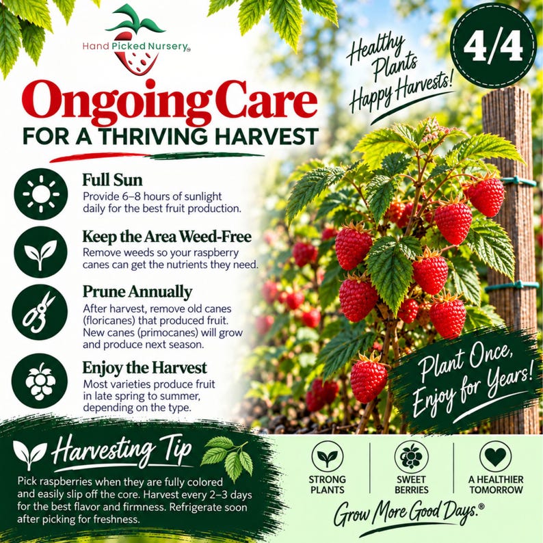 May include: An informational graphic titled Ongoing Care for a Thriving Harvest featuring a raspberry plant with red berries and green leaves. It includes text instructions for full sun, weeding, pruning, and harvesting, plus a harvesting tip.