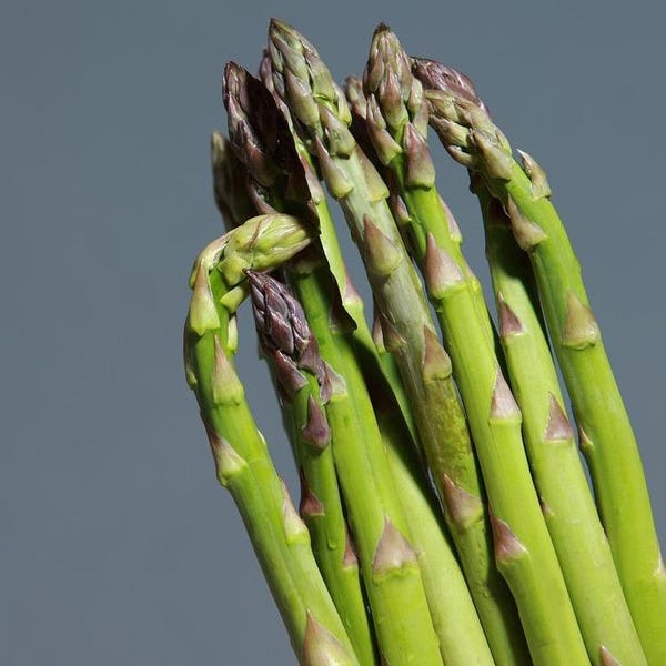 10 Atlas F1 Asparagus Crowns - 2 Year Bare Root Asparagus Plants - Early High Yield Tight Heads - From Hand Picked Nursery