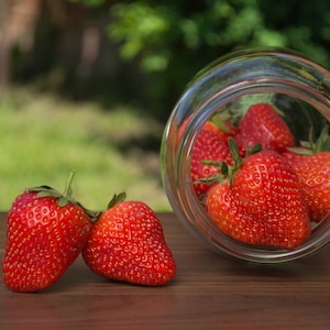 Chandler Strawberry Seeds - Etsy