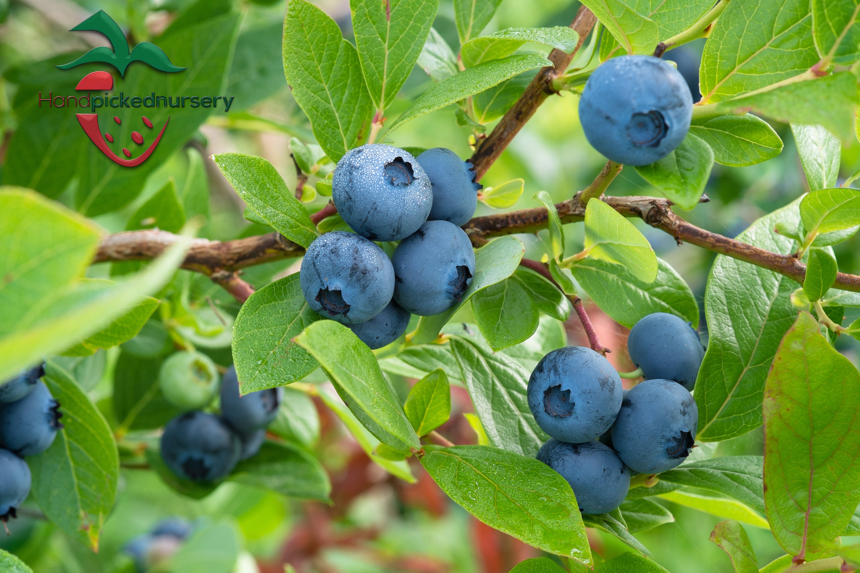 Bluecrop Northern HIGHBUSH BLUEBERRY 2 YEAR Old Plants Buy 3 Etsy