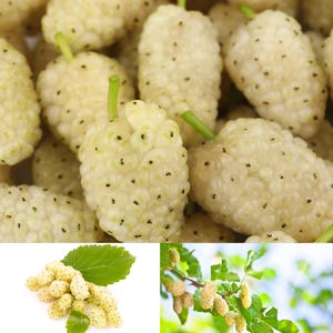 Tartarian Mulberry Trees (2-Pack) – Morus alba tatarica | Bare Root | Fast-Growing, Drought-Tolerant & Edible Berries – PRE-ORDER