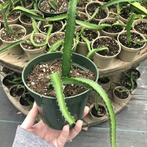 Hylocereus Undatus Dragon Fruit Cactus 4.5 inch Potted Succulent Hand Picked Nursery image 2