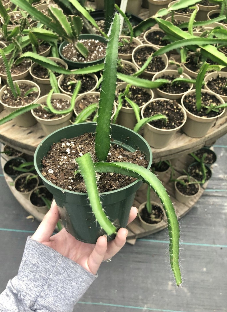 Hylocereus Undatus Dragon Fruit Cactus 4.5 inch Potted Succulent Hand Picked Nursery image 2