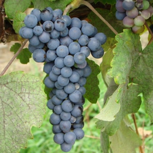 BLUEBELL Grape Vine - 1 Bare Root Live Plant - Buy 4 Get 1 Free! - PREORDER April shipping!