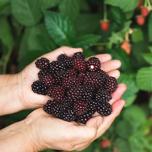 1 Blackberry Plant, Chester Blackberry Plant - Thornless Blackberry Plant Variety - Blackberry Plug - Winter Hardy Blackberry Plants!