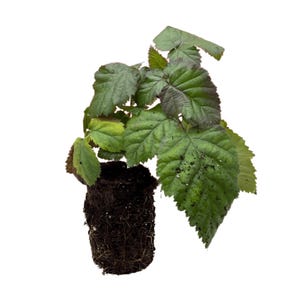 3 Ouachita Blackberry Plant&#39;s – Bare Root Plugs, 1-Year-Old – Thornless Mid-Season Variety – Large, Sweet & Firm Berries