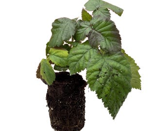 2 Ouachita Blackberry Plant's – Bare Root Plugs, 1-Year-Old – Thornless Mid-Season Variety – Large, Sweet & Firm Berries