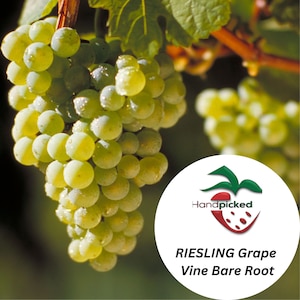RIESLING Grape Vine - 1 Bare Root Live Plant - Buy 4 get 1 free! - PREORDER April shipping!