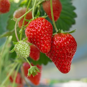 May include: A cluster of strawberries hanging from green stems, featuring several bright red, ripe berries with visible seeds and one small, pale green unripe strawberry. The fruit is attached to thin, light green stalks with green leaves.