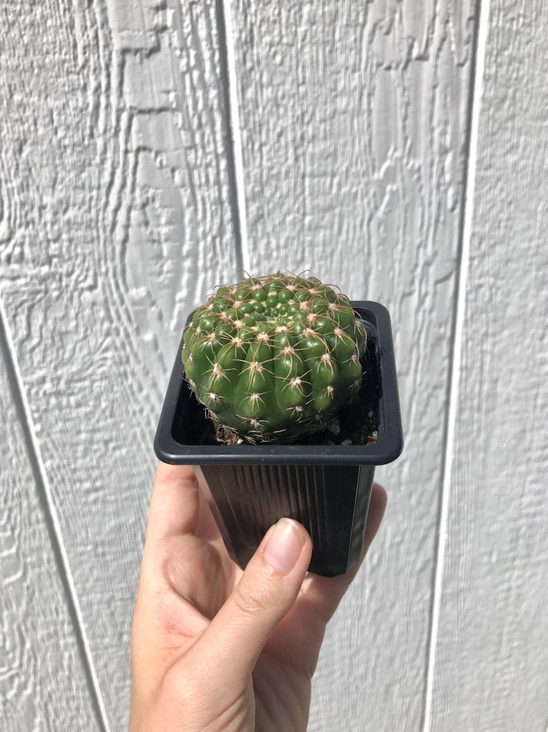 Hand Picked Nursery Notocactus uebelmannianus Cactus