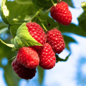 May include: Close-up of ripe red raspberries on a green leafy branch. The raspberries are clustered together, showing their textured surface. The background is a soft blue, suggesting a sunny day. The image highlights fresh, organic fruit.