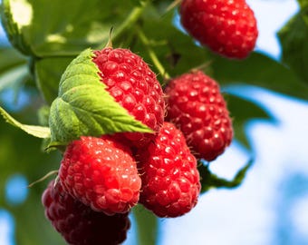 Nova Raspberry Plants – Bare Root Canes, 1-Year-Old Summer-Bearing Red Variety Cold Hardy Thornless Sweet & Firm Berries Hand Picked Nursery