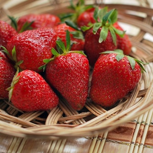 5 Strawberry Plants Quinault - Everbearing Strawberry Plants - Bare Root Strawberry Plants - Buy 4 Sets Get 5th FREE! FREE SHIPPING!