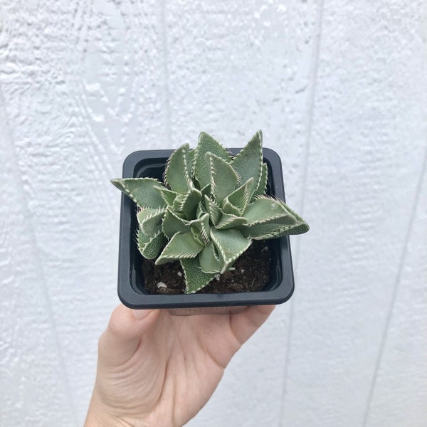 Tiger's jaw (Faucaria tigrina) Succulent - 2.5 inch Potted Cacti Succulent