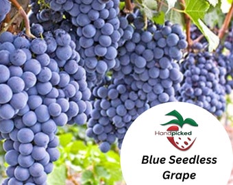 CONCORD SEEDLESS  Grape Vine - 1 Bare Root Live Plant ***PREORDER ship in April