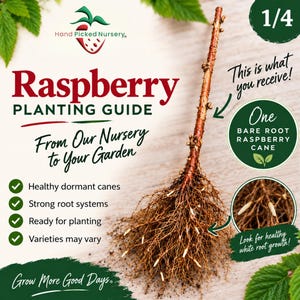 May include: A bare root raspberry cane with a brown stem and a fibrous root system featuring white root tips. The image includes text: Raspberry PLANTING GUIDE, Hand Picked Nursery, One BARE ROOT RASPBERRY CANE, and Look for healthy white root growth.