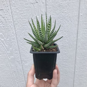 Zebra Haworthia &quot;Zebra Plant&quot; Succulent - 2.5 inch Potted Succulent Plant
