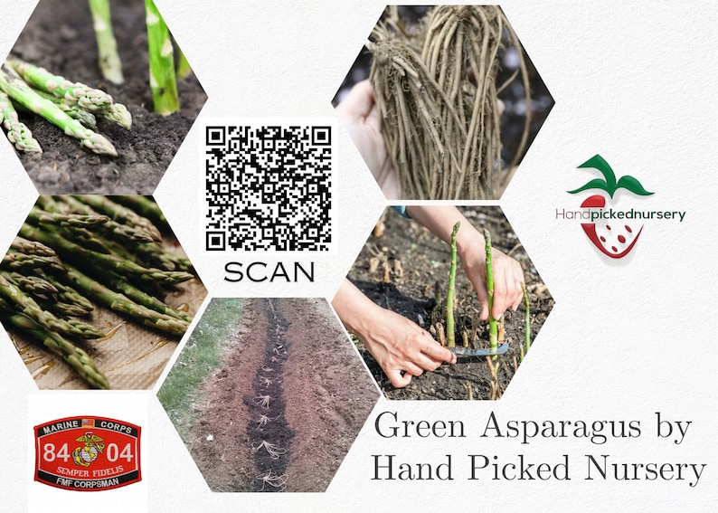Hand Picked Nursery Millennium Asparagus Plants - Thumbnail 4