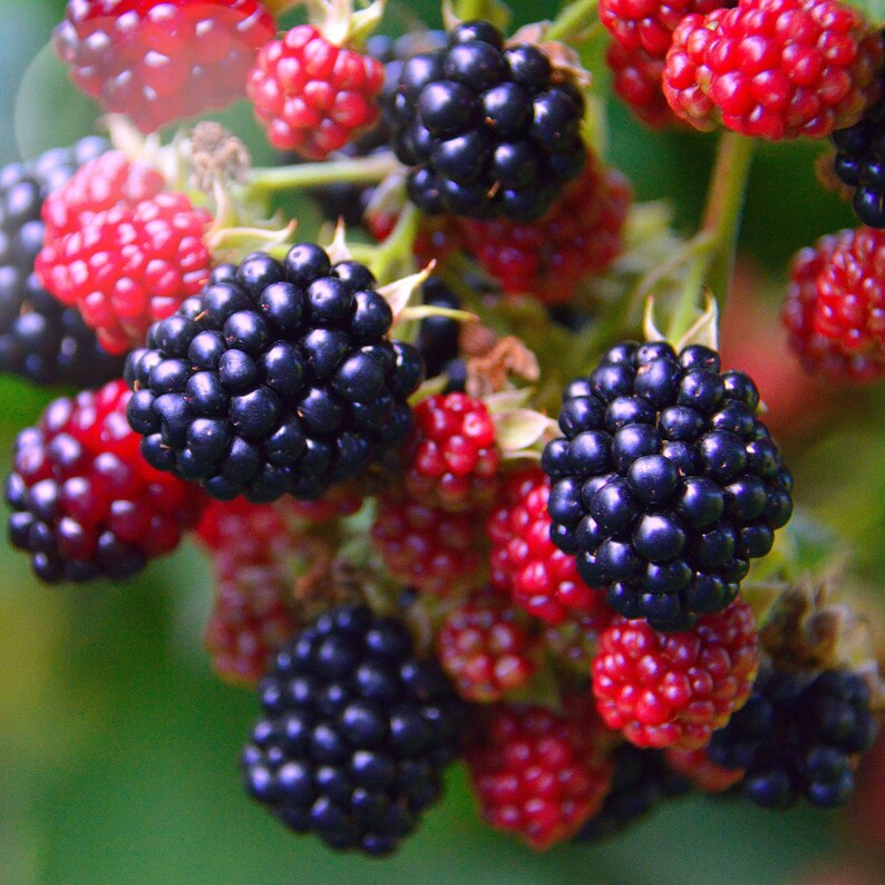 Plantas de zarzamora Natchez - Variedad de zarzamora temprana sin espinas - Bayas dulces gigantes - De vivero seleccionado a mano imagen 2