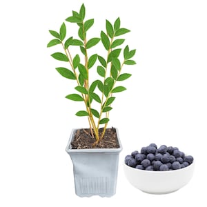 1 Duke Blueberry Bush – 1 Live Plant in 1 Quart Pot | 10–12” Tall | Sweet Mid-Season Highbush Variety | Cold Hardy & Self-Fertile