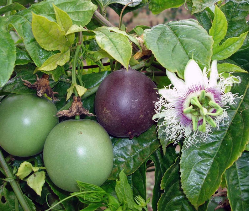 Passion Fruit Vine Purple Passiflora Edulis LIVE PLANT image 1.