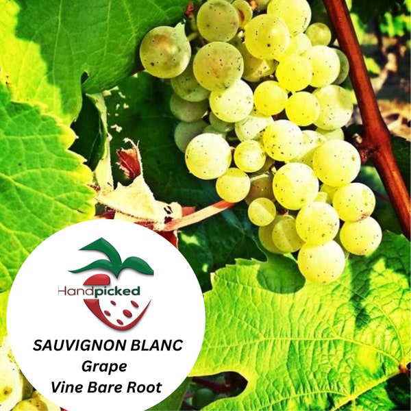 SAUVIGNON BLANC Grape Vine - 1 Bare Root Live Plant ***PREORDER ship in April