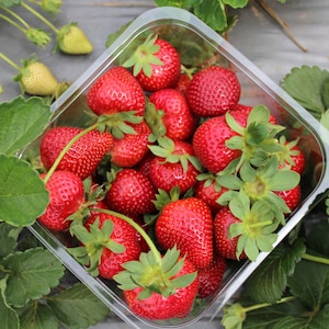 May include: A clear plastic container filled with fresh, red strawberries. The strawberries are arranged in a single layer and are surrounded by green leaves.