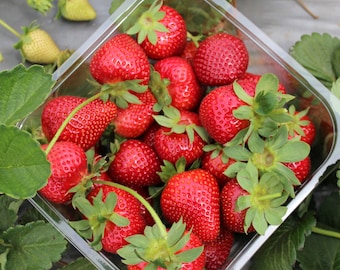 25 Camarosa Bare Root June Bearing Strawberry Plants – Early Season, High Yield Variety – Large Sweet Firm Berries – Hand Picked Nursery