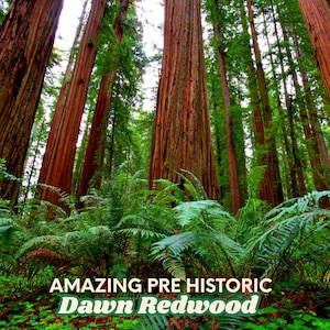 2 Dawn Redwood Trees – Metasequoia glyptostroboide (2–3 ft Tall) | Fast-Growing | Cold Hardy | Rare Fossil Tree | Bare Root Trees PREORDER