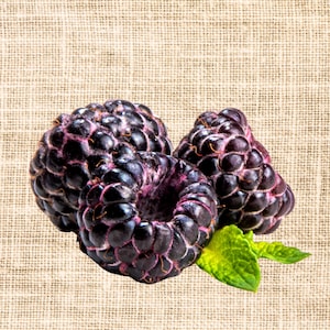 10 Black Raspberry Plants Tahi Black Raspberry Plugs - Thornless Black Raspberry Plants - Thornless Raspberry Plants - Raspberries