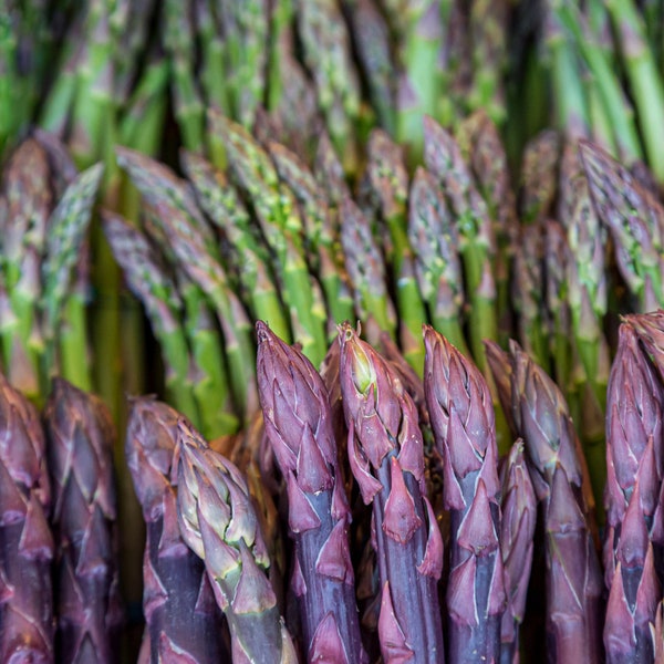 Paquete de variedades de espárragos para jardín: Jersey Knight, Mary Washington, Purple Passion, coronas de 2 años, de vivero seleccionado a mano.