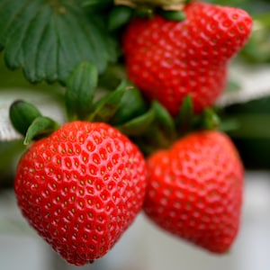 5 Strawberry Plants Allstar - June Bearing Bare Root Strawberry Plants - Allstar Strawberries - Buy 4 Sets Get 5TH Free! FREE SHIPPING!