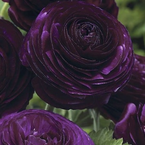 25 Ranunculus Purple Shade Bulbs - Buy 4 Get 1 Free