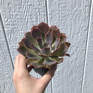 Echeveria ‘Neon Breakers’ Succulent - 2.5 inch Potted Plant