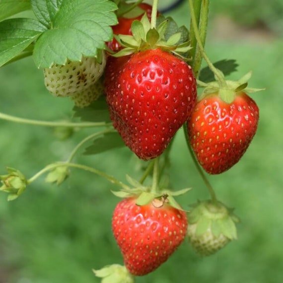 50 Strawberry Plants Sparkle - June Bearing Strawberry Plants - Heirloom  Strawberry Plant Variety - Buy 4 Sets Get 5th Free! FREE SHIPPING! - Etsy