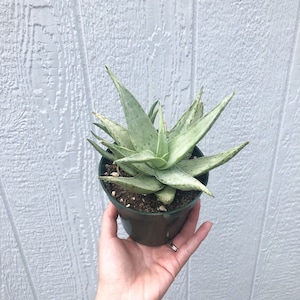 Aloe ‘Snow Drift’ Succulent - 4 inch Potted Aloe Hybrid