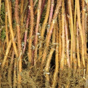 May include: A bundle of bare-root raspberry canes featuring long, woody, light brown stems with small thorns and dense, fibrous root systems at the base. The canes are arranged vertically and packed together, showing a mix of tan and reddish-brown bark.